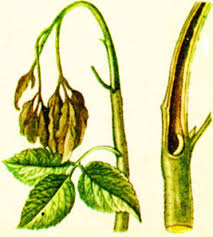 Малинова стеблова муха